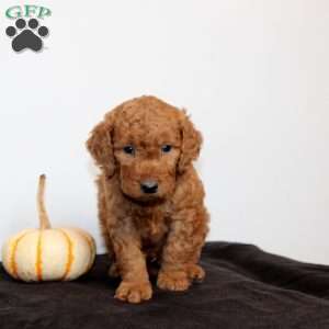 Cedric, Mini Goldendoodle Puppy